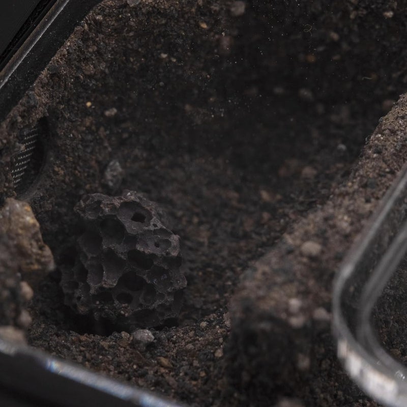Ant Dimension Ant Farm Natura Module 2:1 – Perfect for Queens and Small Colonies – Professional Formicarium, Modular and Adaptable to Many Species (Black) - Image 3